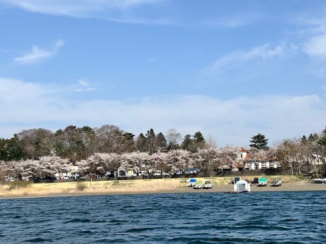 道の駅勝山桜